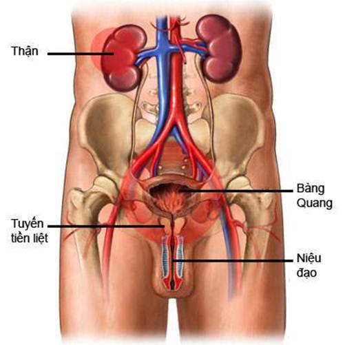 Bệnh đường tiểu