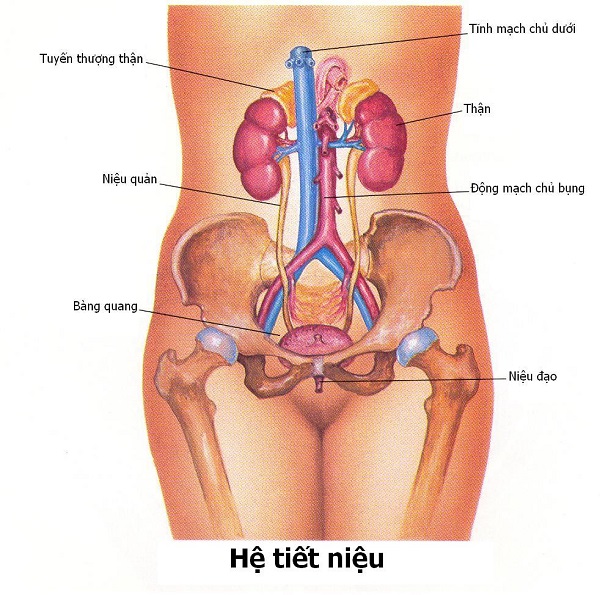 Viêm tiết niệu nữ